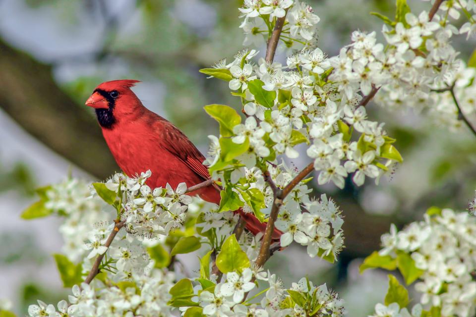 Northern Cardinal And Spring Blooms | Shutterbug